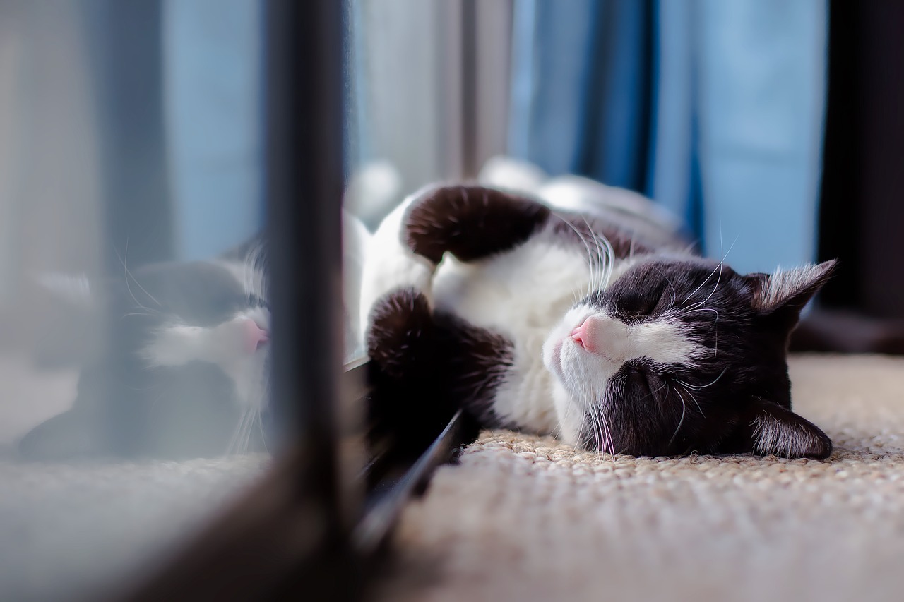 Dlaczego kot liże dywan?